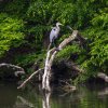 Large bird sitting on tree branch over river surrounded by trees.