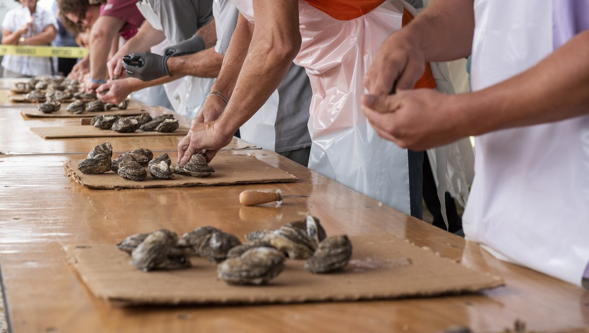 People shucking oysters on long table at Oyster Festival.