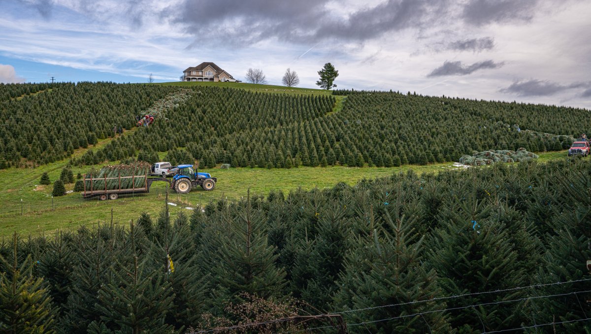 Long-range view of Christmas U-pick farm with tractors going through fields.