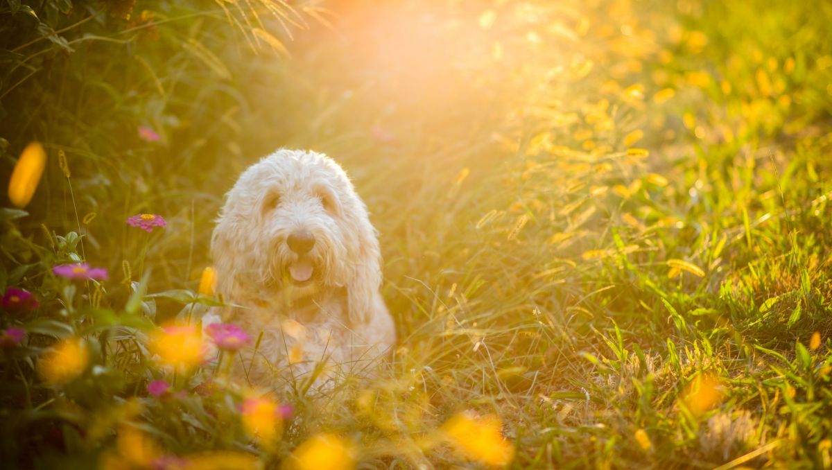 A fluffy white dog sits happily in a sunlit field surrounded by vibrant wildflowers and tall grass. The warm golden glow of the setting sun enhances the serene and cheerful atmosphere.