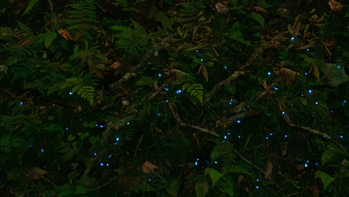 Fireflies hovering close to forest ground at night