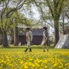 Revolutionary War re-enactors walking through field of yellow flowers.