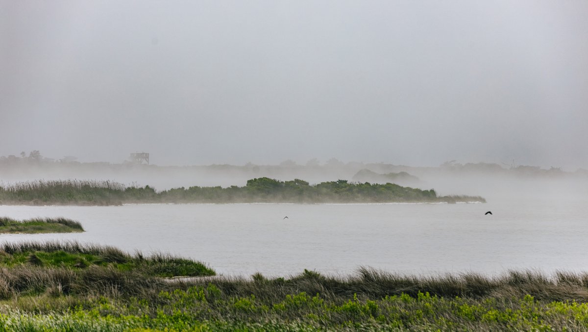 A foggy sound near Pea Island Wildlife Refuge with birds in flight.
