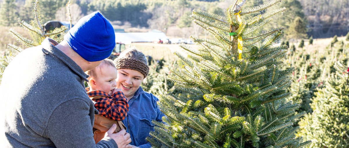 Parents holding toddler as they pick out a Christmas tree at U-pick farm.