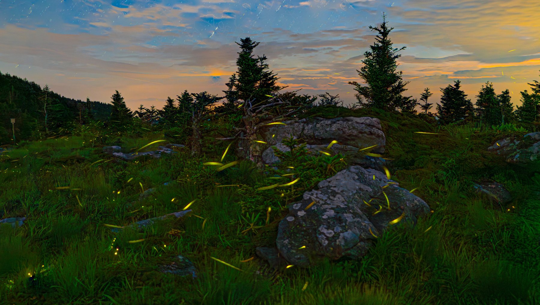 Fireflies flying and hovering above ground at Grandfather Glows event.