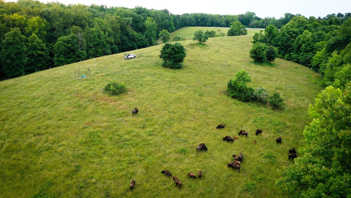 Aerial of working buffalo farm in green pastures.