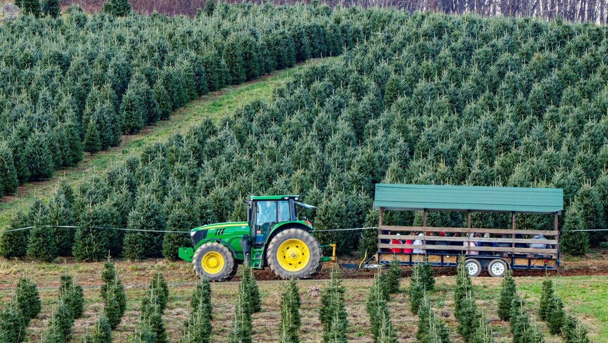Hayride riding through U-pick Christmas tree farm during daytime.